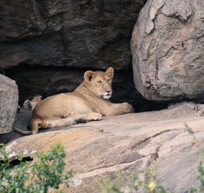 1113 Days Best of Student Safari in Tanzania