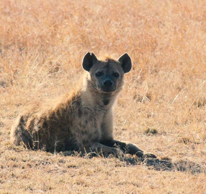 112 days safari
