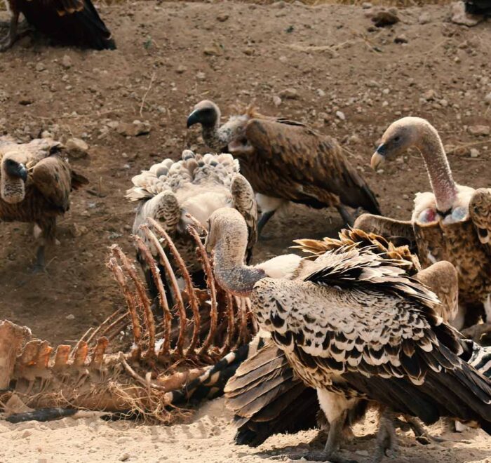 113 Days Taste Of Tanzania Safari.