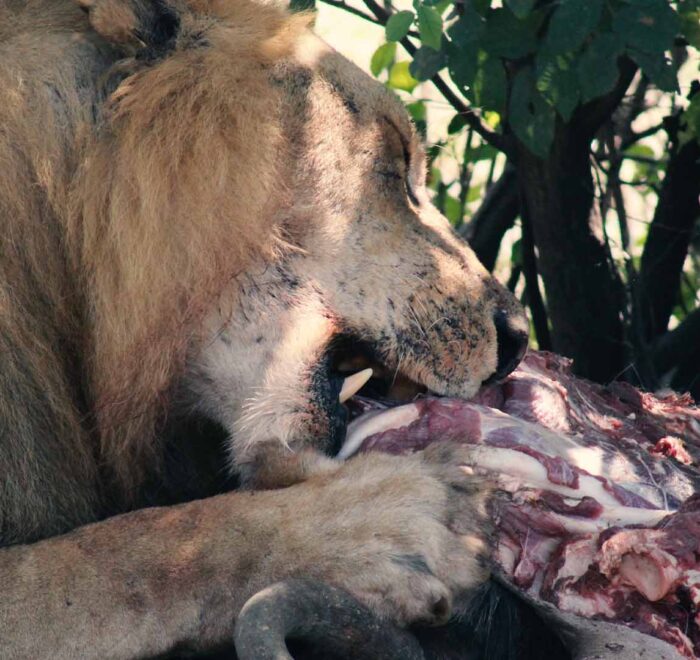 114 Days Adventure Safari