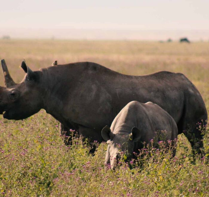 117 Days Ndutu Migration Safari