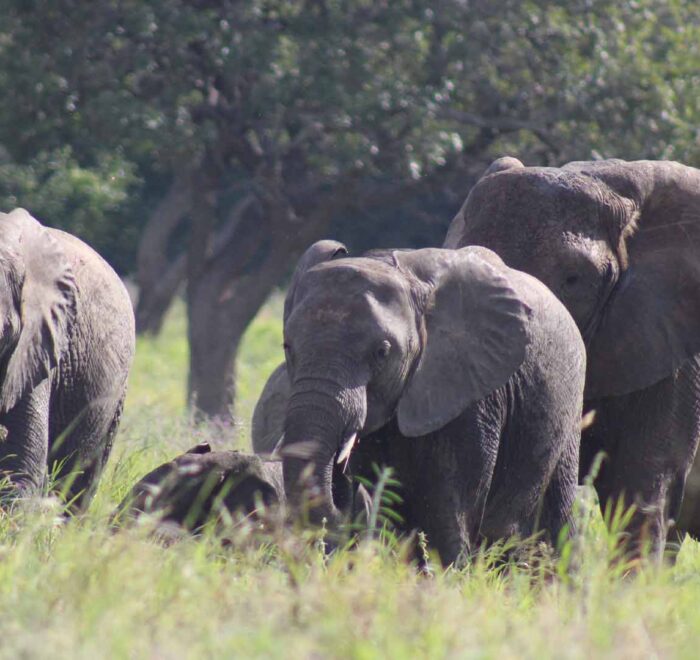 117 Days Wheelchair Accessible Safari